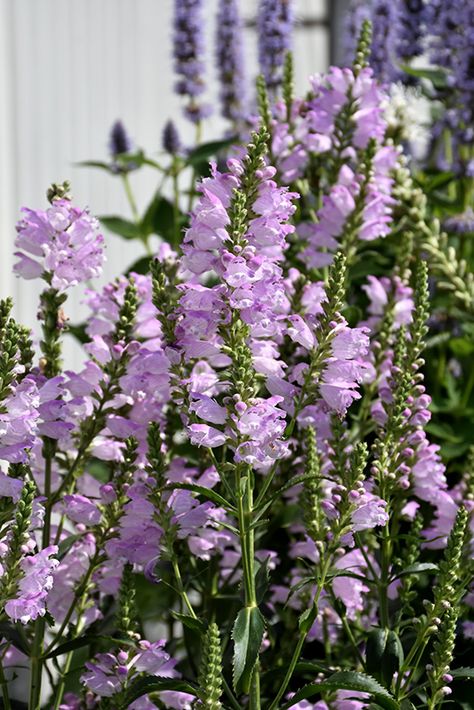 Pink Manners Obedient Plant (Physostegia virginiana 'Pink Manners') at The Growing Place Miss Manners Obedient Plant, Physostegia Virginiana, Obedient Plant, Deer Resistant Garden, Bee Garden, Backyard Paradise, Cut Flower Garden, Memorial Garden, Herbaceous Perennials