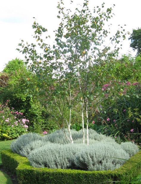 Multi stemmed silver birch Birch Trees Garden, Silver Birch Tree, English Garden Design, Landscaping Trees, Seaside Garden, Woodland Plants, Front Gardens, Planting Ideas, Family Garden