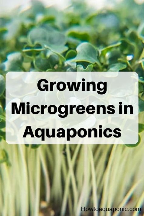 How to grow microgreens in aquaponics? #microgreens #aquaponics #healthy #gardening Hydroponic Herb Garden, Aquaponic System, Grow Microgreens, Aquaponics Greenhouse, Backyard Aquaponics, Growing Organic Vegetables, Aquaponics Plants, Aquaponics Fish, Aquaponics Diy