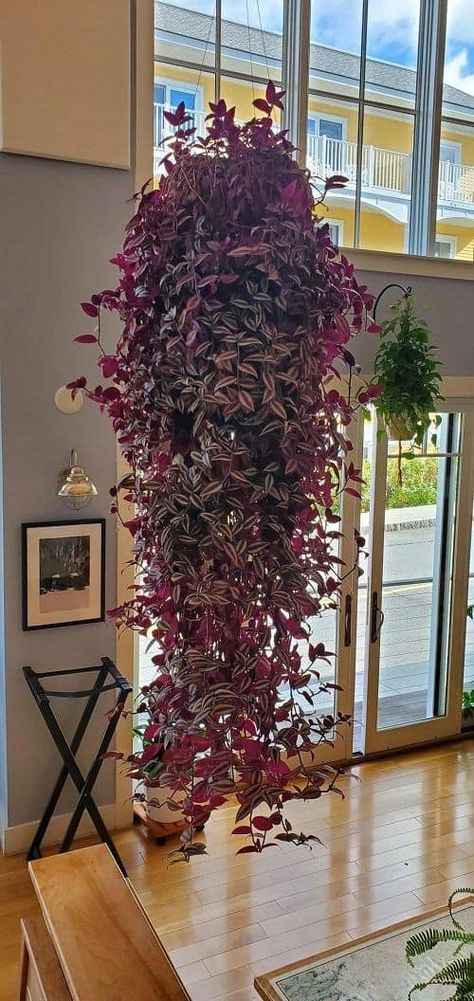 Plant Balcony, Jew Plant, Wandering Jew Plant, Wandering Jew, Plant Goals, Herb Garden Design, Plant Hacks, House Plants Decor, House Plants Indoor