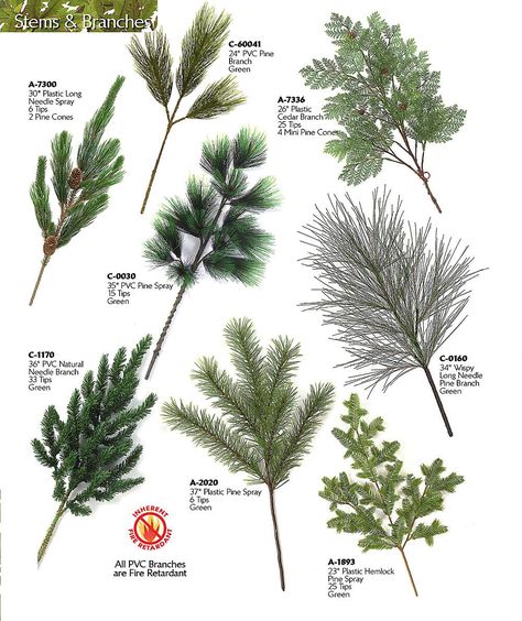 Pine Tree Varieties, Types Of Pine Trees, Christmas Flower Arrangements, Kids Science, Pine Branch, Bonsai Garden, Summer 3, Landscape Drawings, Pine Trees