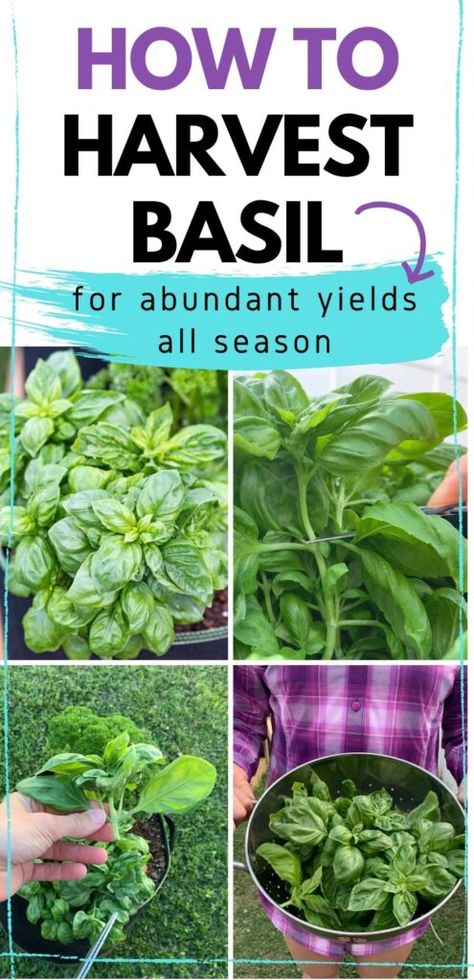 How To Freeze Basil, Harvest Basil, Pruning Basil, Dry Basil, Harvesting Basil, Dried Basil Leaves, Water Jar, Preserving Herbs, Growing Basil