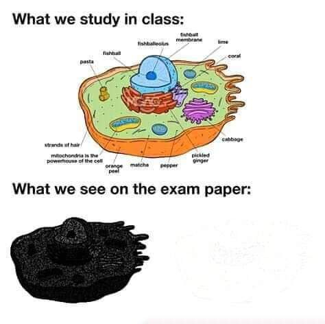 Exam be like: what do we call the blue part ? Biology Jokes, Biology Memes, Studying Memes, Exams Funny, Pretty Meme, Funny Science Jokes, True Memes, Shane Dawson, Science Jokes