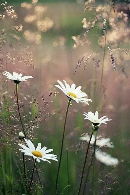 Flowers Photography Beautiful, Image Zen, Wild Flower Meadow, Daisy Field, Landscape Scenery, The Meadows, Flowers Nature, Flower Field, Flower Photos