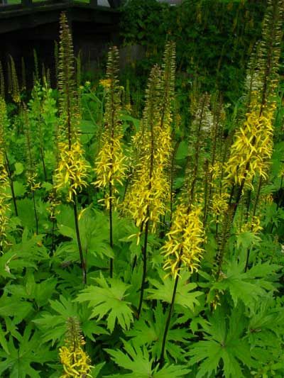 Valtikkanauhus Ligularia przewalskii  Valtikkanauhus kasvaa 120-180 cm korkeaksi ja menestyy aurinkoisella tai puolivarjoisalla paikalla. Se vaatii runsaasti kosteutta. Valtikkanauhus kukkii heinä-elokuussa. Se viihtyy saadessaan olla rauhassa samalla kasvupaikalla. Sopii myös leikkokukaksi. Kasvi on erittäin talvenkestävä. Ligularia Przewalskii, Yellow Perennials, Southern Gardens, Flower Tips, Southern Garden, Lily Bulbs, Full Sun Plants, Sun Plants, The Secret Garden