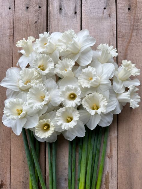 Mt Hood white daffodil. Cut flower variety Mt Hood, Vibrant Flowers, Spring Blooms, Flower Farm, Spring Garden, Auckland, Pure White, My Collection, Daffodils