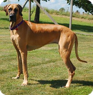 Scooby Aesthetic, Great Dane Brown, Brown Great Dane, Great Dane Fawn, Fox Dog, Pearl River, Dane Dog, Dream Dog, Super Model