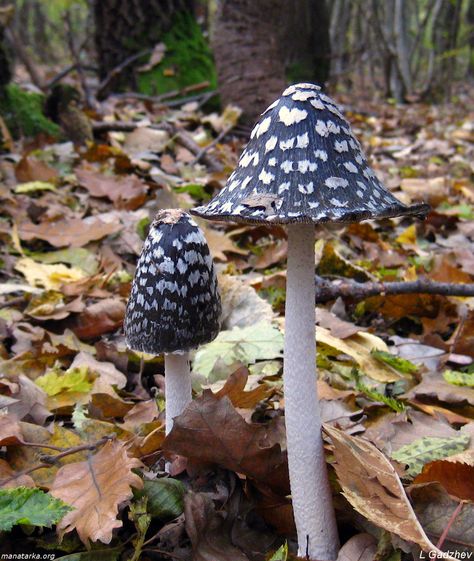 Coprinopsis picacea (magpie inkcap). Magpie Inkcap Mushroom, Magpie Inkcap, Inkcap Mushroom, Mushroom Reference, Mushroom Cow, Mushroom Images, Mushroom Plant, Happy Farm, Slime Mould