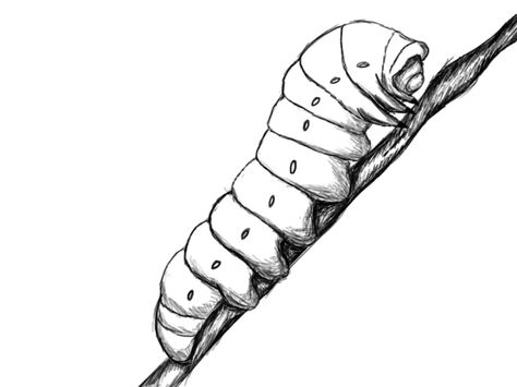 jimothy Simple Caterpillar Drawing, Catipiller Drawing, How To Draw Caterpillar, Monarch Caterpillar Drawing, Caterpillar Drawing Simple, Caterpillar To Butterfly Drawing, Caterpillars Drawing, How To Draw A Caterpillar, Insect Pencil Drawing