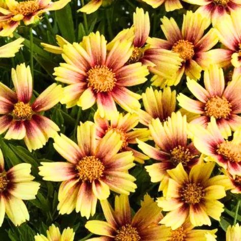 Amazon.com : 2 Sunset Coreopsis Live Plants - Burst Coreopsis Flowers Perennial Plugs - Tickseed Coreopsis Plants Live : Patio, Lawn & Garden Tickseed Coreopsis, Starter Plants, Flowers Perennials, Live Plants, Lawn Garden, Perennials, Lawn, Home And Garden, Patio