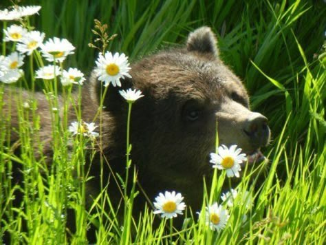 Silly Animals, The Grass, Brown Bear, Cottage Core, My Aesthetic, Bears, Cute Animals, Cottage, Forest