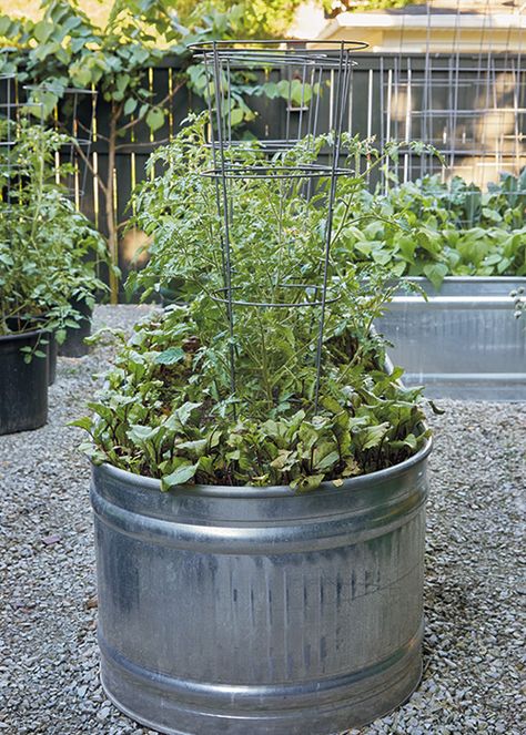 How to Grow Vegetables in a Galvanized Raised Garden Bed: Learn how these gardeners turned a corner of their yard into a great-looking vegetable garden in galvanized raised garden beds. Galvanized Raised Garden Beds, Garden Bed Raised, Garden Beds Diy, Cheap Raised Garden Beds, Raised Garden Beds Diy Vegetables, How To Grow Vegetables, Garden Bed Layout, Small City Garden, Grow Vegetables