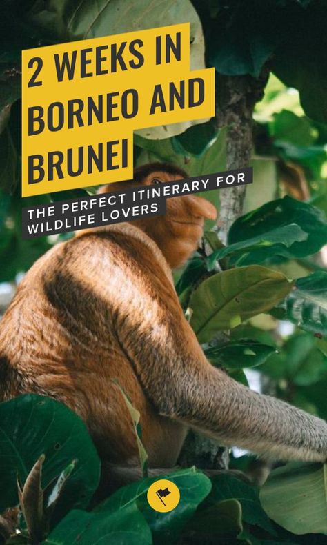 Borneo Travel, Backpacking Itinerary, Brunei Travel, Solo Travel Quotes, Travel Malaysia, Single Travel, Malaysia Travel, San Francisco Travel, Perfect Itinerary