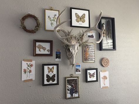 Oddities gallery wall Oddity Gallery Wall, Gallery Wall With Skull, Deer Skull Gallery Wall, Skull Gallery Wall, Moth Wall Decor, Oddities Wall Decor, Butterfly Gallery Wall, Entomology Nursery, Oddity Wall