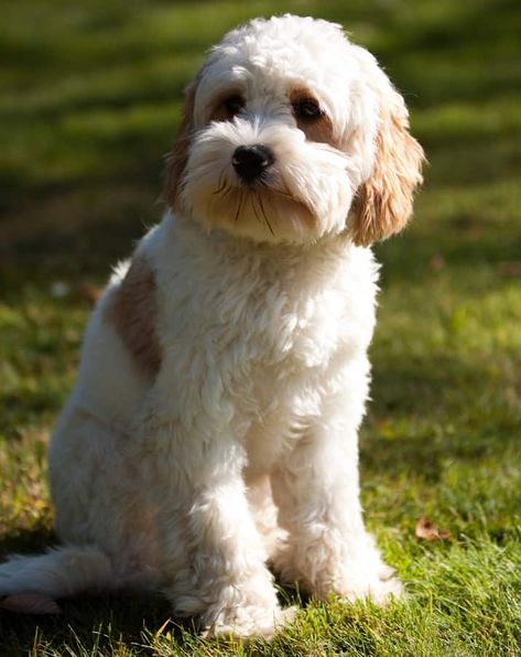 Cavapoo Full Grown Mini, Blenheim Cavapoo, Cavachon Grooming Styles, Golden Cavapoo, Teddy Bear Cut Cavapoo, Cavapoo Grooming Styles, Havapoo Haircuts, Cavachon Full Grown, Cavapoo Haircut Styles