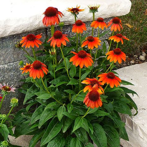 . Full Sun Flowers, Sun Loving Plants, Sun Perennials, Argentine Tango, Sun Plants, Have Inspiration, Perennial Garden, Orange Flower, Flowers Perennials