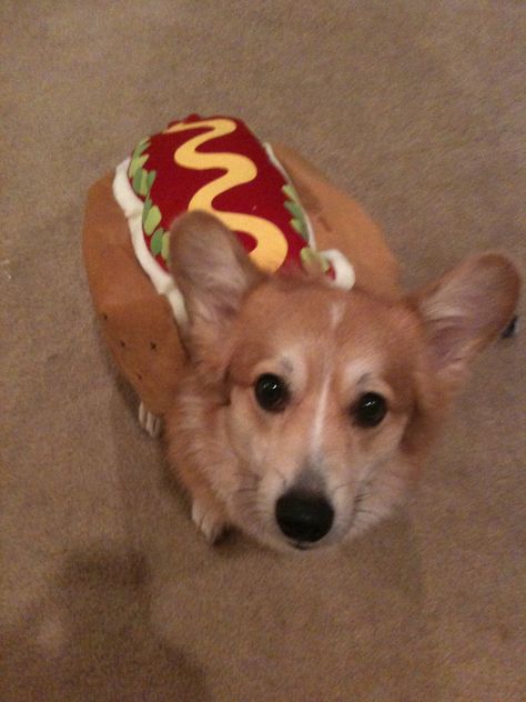 hotdog corg Hot Dog Pictures, Hot Dog Puppy, Shiba Inu Dog, Corgi Puppy, Cute Corgi, Dog Costumes, Silly Animals, Silly Pictures, Animal Jokes