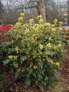 mahonia-aquifolium-bush Fruit Shrub, Deer Resistant Garden, Conifer Forest, Grape Plant, Oregon Grape, Garden Shrubs, Unusual Plants, Drought Tolerant Plants, Evergreen Shrubs