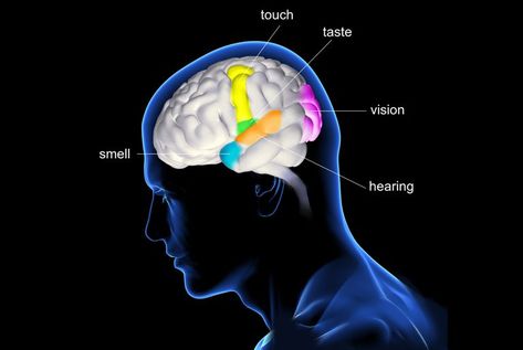 Five Senses Brain Cranial Nerves Mnemonic, Neurological System, Facts About Humans, Sensory System, The Five Senses, Tissue Types, Pharmacology Nursing, Human Dna, Cranial Nerves