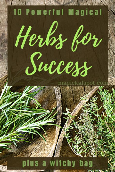 In this article, we'll learn more about 10 Most Powerful Magical Herbs for Success. We also included a few interesting practical tips! Herbs For Success, Witchy Bag, Herbs For Protection, African Herbs, Magickal Herbs, Plant Magic, Black Magic Spells, Healing Garden, Luck Spells