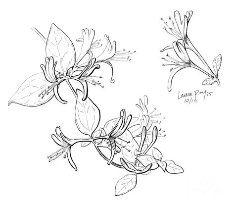 Honeysuckle Sketch, Honey Suckle Tattoo Simple, Honeysuckle Flower Tattoo, Honeysuckle Tattoo Design, Honeysuckle Tattoo Simple, Tattoo Honeysuckle, Honeysuckle Drawing, Honeysuckle Tattoos, Edgy Tattoos