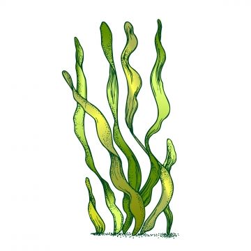 seaweed clipart,underwater,organism,algae,seaweed,doodle,vector,organic,leaf,branch,exotic,spirulina,plant,ornamental,aquarium,decoration,concept,designed,retro,style,mockup,monochrome,illustration,river,hand,drawn,nature,aqua,world,flora,fauna,vintage,decorative,marine,creature,black,white,print,blackwork,tattoo,clipart,outline,engraving,ink,t-shirt,graphic,art,design,artwork,aquatic,biodiversity,leaf vector,vintage vector,world vector,tattoo vector,graphic vector,plant vector,nature vector,dec Seaweed Clipart, Tattoo Clipart, Brain Vector, World Png, Vector Tattoo, Fish Background, Sea Drawing, Underwater Plants, Leaf Vector