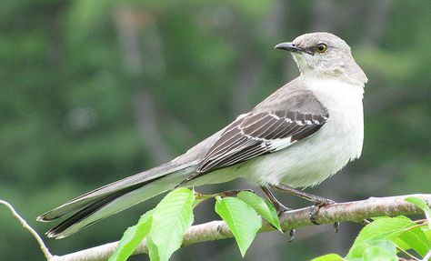 Mocking Bird, Arkansas State Bird Northern Mockingbird, Mocking Bird, Mocking Birds, Bird Coloring, List Of Birds, Summer Study, Amazing Birds, Arkansas State, State Birds