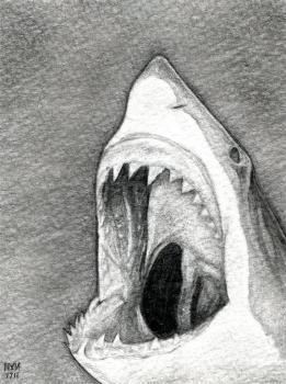 how to draw a shark head..this has been a request from both boys and girls..check out charcoal artist Robert Longo for inspiration Head Step By Step Drawing, Draw A Shark, Head Step By Step, Shark Head, Deer Drawing, Shark Drawing, Drawing Heads, Shark Art, Drawing Guide