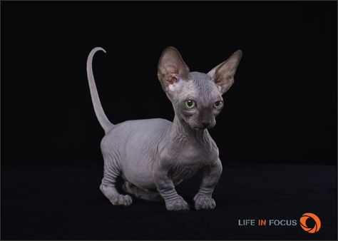 Dwelf Cat, Bambino Cat, Sphinx Cats, Random Cat, Elf Cat, Sphinx Cat, Sphynx Cat, Sphynx, Mixed Breed