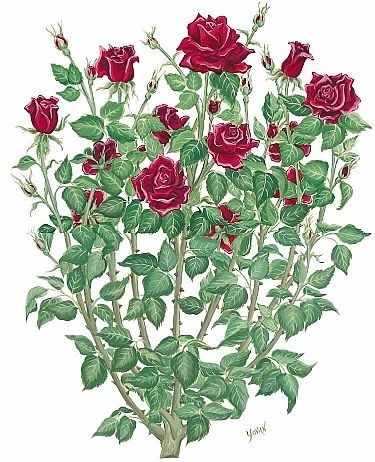 Tattoo Across Shoulders, Rose Thorns Tattoo, Rose Bush Drawing, Rose Bush Painting, Rose Spine Tattoo, Bush Drawing, Plants Drawings, Roses Plants, Paint Flowers