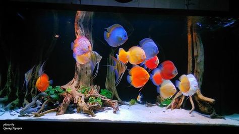 Discus Fish Tank, Discus Tank, Discus Aquarium, Fish Aquarium Decorations, Aquarium Set, Amazing Aquariums, Fish Tank Design, Tropical Fish Aquarium, Tropical Freshwater Fish