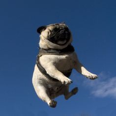 Go skydiving. Flying Pug, Anjing Pug, 강아지 그림, A Pug, Pug Puppies, Pugs Funny, Cute Pugs, Memes Humor, Pug Love