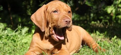 10 facts you didn’t know about Vizsla dogs Vizsla Dogs, Facts You Didnt Know, Fascinating Facts, Canine Companions, Facts About, Pet Birds, Dog Breeds, Labrador Retriever, Fun Facts