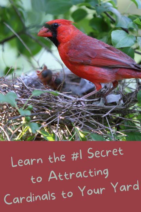 How To Attract Wildlife To Your Yard, Attracting Birds To Your Yard, Country Yard Ideas, Bird Garden Ideas, Wild Birds Backyards, Cardinal Symbolism, Cardinal Bird Feeder, Cardinal Bird House, Backyard Birds Watching