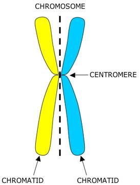 centromere Science Notes, Snapchat Picture, School Board, Teaching Science, Life Science, Biology, Evolution, Medicine, Science