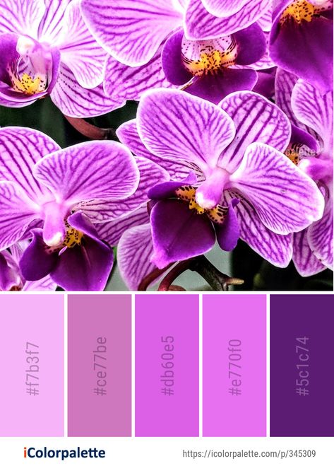 Color Palette Ideas from Flower Flowering Plant Image | iColorpalette Orchid Mood Board, Orchid Color Palette, Violet Color Palette, Color Palette From Image, Cherry Plant, Color Palette Ideas, Purple Color Palettes, Image Collage, Orchid Color