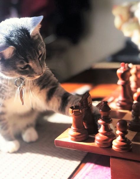 Chess Aesthetic, You Are My Moon, Play Chess, Kitten Photos, The Queen's Gambit, Mama Cat, Chess Game, Cat Playing, Chess Pieces