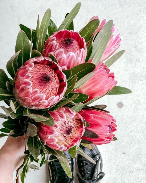 Pink Ice Protea Bouquet, Memorial Artwork, Pink Ice Protea, Flowers Board, Protea Art, Protea Bouquet, Australian Wildflowers, King Protea, Protea Flower