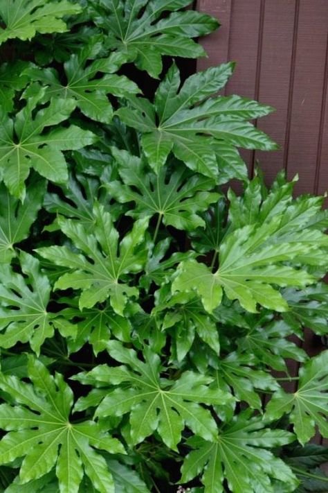 Japanese Aralia, Fatsia Japonica, Hardiness Zones, Paper Plants, Japanese Garden Design, Foundation Planting, Desain Lanskap, Garden Shrubs, Plant Diseases