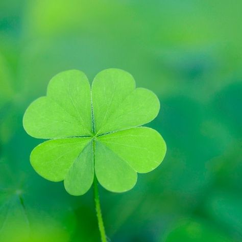 Potato Stamp, Lucky Leaf, Irish Cottage, Dry Well, Four Leaves, Simple Ideas, Green Flower, Back To Life, Citrus Fruit