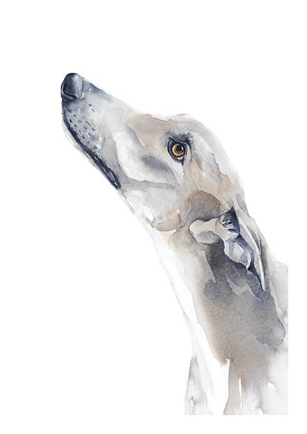 Whippet Watercolour, Greyhound Art Paintings, Watercolour Greyhound, Watercolor Greyhound, Greyhound Watercolor, Greyhound Illustration, Greyhound Painting, Portraits Pop Art, Dog Portraits Painting