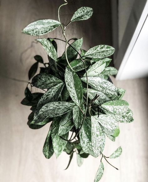 Hoya Silver Splash, Hoya Pubicalyx Splash Care, Variegated House Plants, Hoya Pubicalyx Plants, Hoya Varieties, Plant Goals, Blue Plants, Balcony Plants, Inside Plants