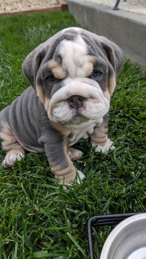 Fluffy English Bulldog, Chunky Bulldog Puppies, Blue English Bulldogs, Miniature English Bulldog, Gray English Bulldog, Anime Puppy, Cute Pet Names, Wrinkle Dogs, Most Expensive Dog