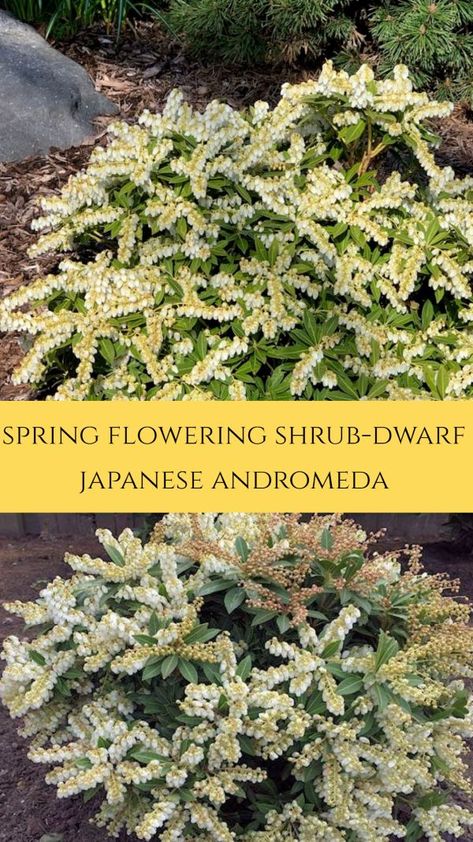 Japanese Andromeda, Japanese Pieris, Shade Shrubs, Front Landscaping, Flowering Shrubs, Evergreen Shrubs, Garden Borders, Garden Features, Garden Spaces