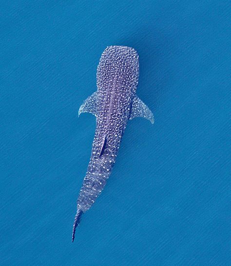 Images: Sharks & Whales from Above Shark Top View, Shark From Above, Largest Whale, Diver Down, Continental Shelf, Bluefin Tuna, Whale Sharks, Animal Images, View Art