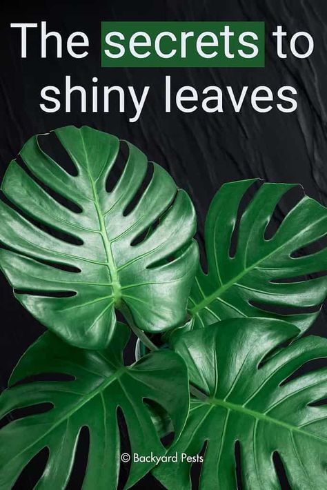 Want Shiny Leaves? Gardeners Rave About This Secret 5-Step Method - Backyard Pests How To Clean Plant Leaves, Monstera Plant Care, Shine Spray, Yard Waste, Inside Plants, Seed Catalogs, New Haircut, Monstera Plant, Get Outdoors