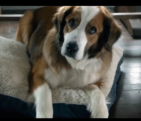 Australian Shepard / St.  Bernard mix St Bernard Australian Shepherd, Dogs Movies, Greg Bryk, St Bernard Mix, A Dogs Purpose, Gorgeous Animals, Shepherd Mix Dog, Dog Movies, Adorable Creatures