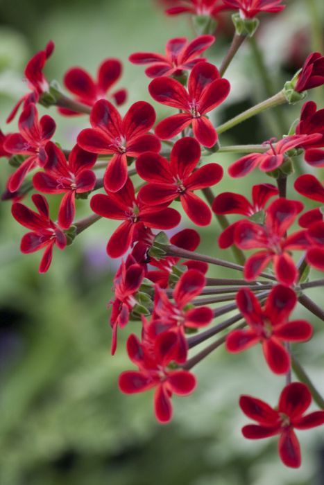 Strange Flowers, Gladioli, Red Garden, Rare Flowers, Colorful Garden, Exotic Flowers, Red Flower, Flower Beauty, Geraniums