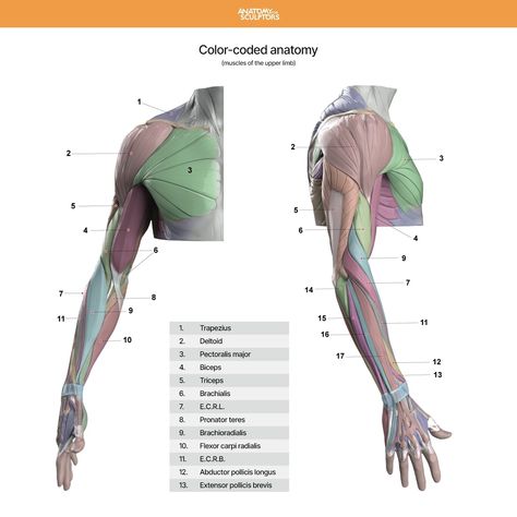 ArtStation - Upper-limb color-coded anatomy, Anatomy For Sculptors Anatomy Books For Artists, Upper Limb Anatomy, Anatomy For Sculptors, Muscle Diagram, Arm Anatomy, Human Anatomy Reference, Hand Anatomy, Human Anatomy For Artists, Man Anatomy