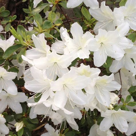 Azalea blooms...love white azaleas!!!! White Azaleas Landscape, White Encore Azalea, White Azaleas Aesthetic, White Azaleas, Native Azalea, Wral Azalea Gardens, White Azalea, Plant Lady, Yard Ideas